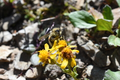 Bombus sylvicola