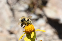 Bombus sylvicola