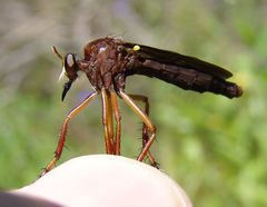 Diogmites platypterus
