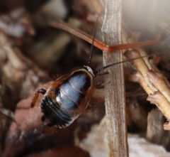 Ectobius sylvestris