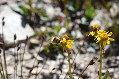Bombus sylvicola