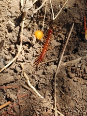 Lithobius forficatus