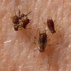 Macrosiphini