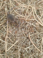 Apodemus sylvaticus