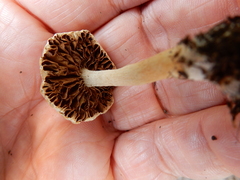 Agrocybe putaminum