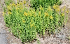 Solidago velutina