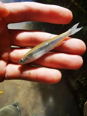 Notropis rubellus