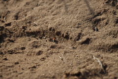 Dasymutilla bioculata