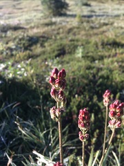 Triantha occidentalis