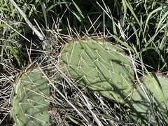 Opuntia polyacantha
