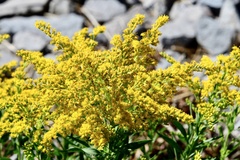 Solidago velutina
