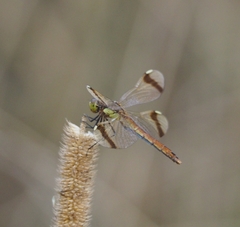Sympetrum pedemontanum