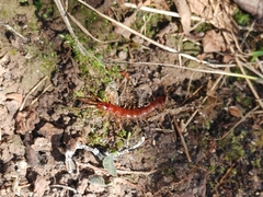 Lithobius forficatus