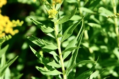 Solidago velutina