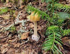 Amanita fulva