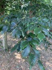Fagus grandifolia