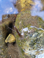 Limnoporus notabilis