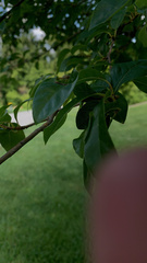 Quercus imbricaria