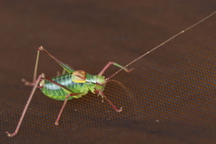 Barbitistes constrictus