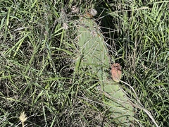 Opuntia polyacantha