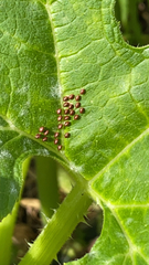 Anasa tristis