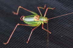 Barbitistes constrictus