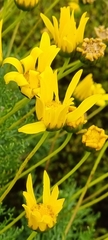 Euryops abrotanifolius