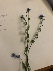 Cynoglossum amabile