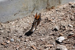 Adelpha californica