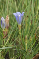 Gentiana pneumonanthe