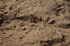 Dasymutilla bioculata