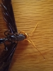 Megarhyssa atrata