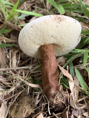Gyroporus