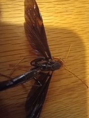 Megarhyssa atrata