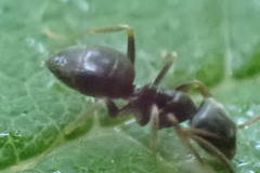 Lasius