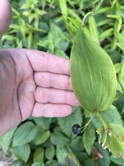 Polygonatum biflorum