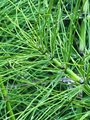 Equisetum telmateia