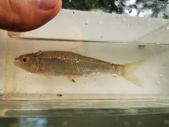 Luxilus chrysocephalus