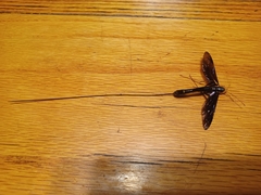 Megarhyssa atrata