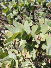 Arctostaphylos pallida