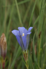 Gentiana pneumonanthe