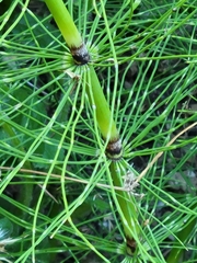 Equisetum telmateia