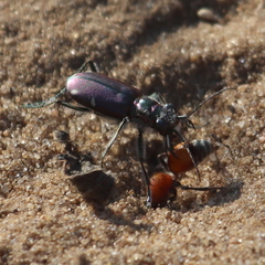 Cicindela scutellaris lecontei