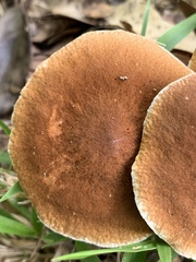 Gyroporus