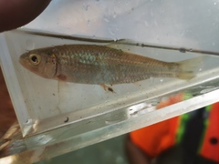 Luxilus chrysocephalus