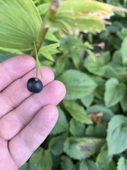 Polygonatum biflorum