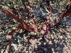 Arctostaphylos pallida