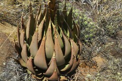Aloe broomii