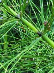 Equisetum telmateia