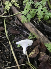 Ampulloclitocybe clavipes